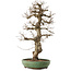 Carpinus coreana, 71,5 cm, ± 40 ans