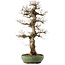 Carpinus coreana, 71,5 cm, ± 40 jaar oud