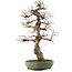 Carpinus coreana, 71,5 cm, ± 40 ans