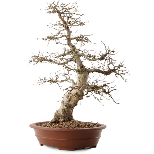 Carpinus coreana, 66,5 cm, ± 20 años