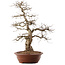 Carpinus coreana, 66,5 cm, ± 20 ans