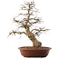 Carpinus coreana, 66,5 cm, ± 20 ans