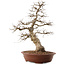 Carpinus coreana, 66,5 cm, ± 20 ans