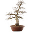 Carpinus coreana, 66,5 cm, ± 20 anni