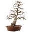 Carpinus coreana, 66,5 cm, ± 20 anni