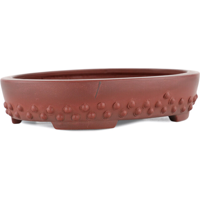 Maceta para bonsái ovalada sin esmaltar de Bigei - 160 x 125 x 30 mm