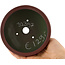 Pot à bonsaï rond non émaillé par Bigei - 120 x 120 x 45 mm