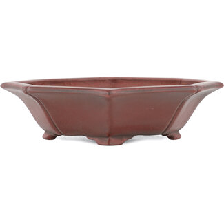 Bigei - Hirata Atsumi Maceta para bonsái sin esmaltar de 140 mm de Bigei, Tokoname, Japón