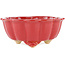 Lotus red bonsai pot - 135 x 135 x 60 mm