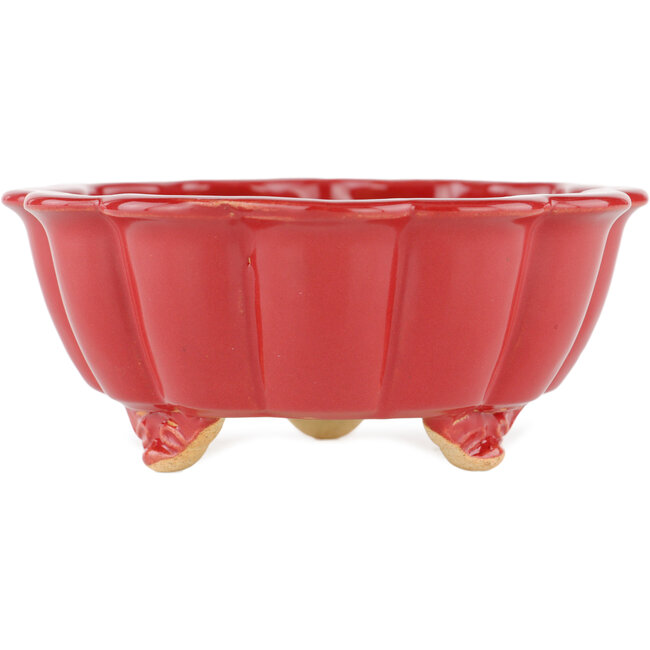 Lotus rode bonsaipot - 135 x 135 x 60 mm