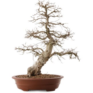 Carpinus coreana, 66,5 cm, ± 20 años