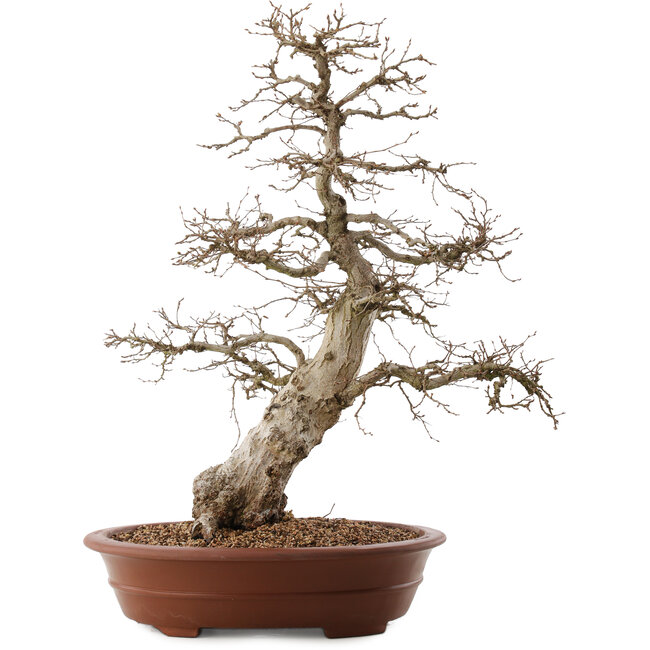 Carpinus coreana, 66,5 cm, ± 20 años