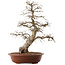 Carpinus coreana, 66,5 cm, ± 20 ans