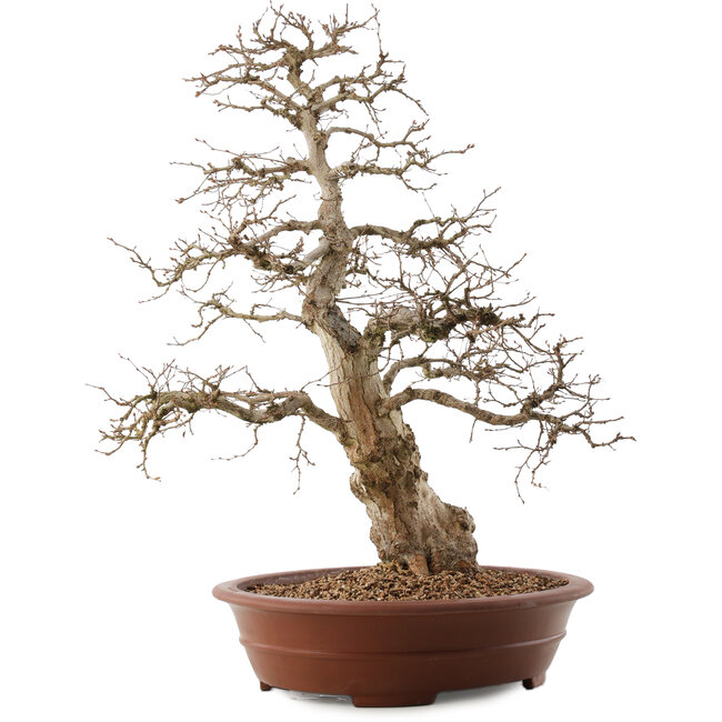 Carpinus coreana, 66,5 cm, ± 20 Jahre alt