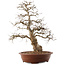 Carpinus coreana, 66,5 cm, ± 20 ans