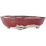 Ovale rood-witte bonsaipot van Bunzan - 135 x 115 x 35 mm