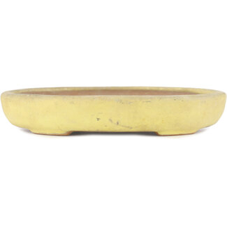  Yamafusa - Takehiko Koie Pot à bonsaï jaune 160 mm par Yamafusa, Tokoname, Japon