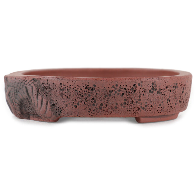 Pot à bonsaï ovale non émaillé par Kakuzan - 160 x 124 x 27 mm