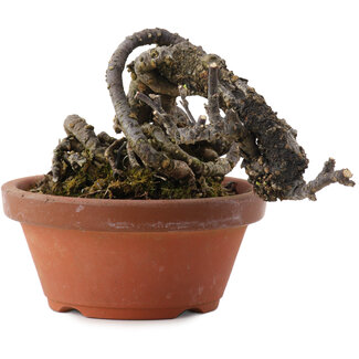 Caragana chamagu lam (kinjakuka), 9,5 cm, ± 10 años