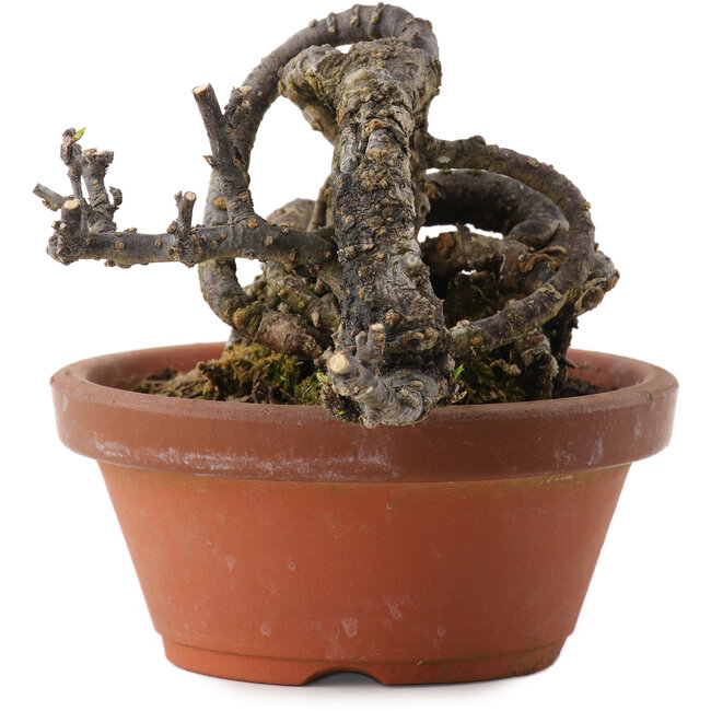 Caragana chamagu lam (kinjakuka), 9,5 cm, ± 10 años