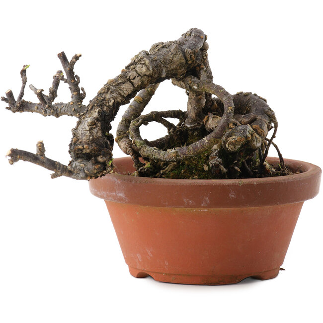 Caragana chamagu lam (kinjakuka), 9,5 cm, ± 10 ans