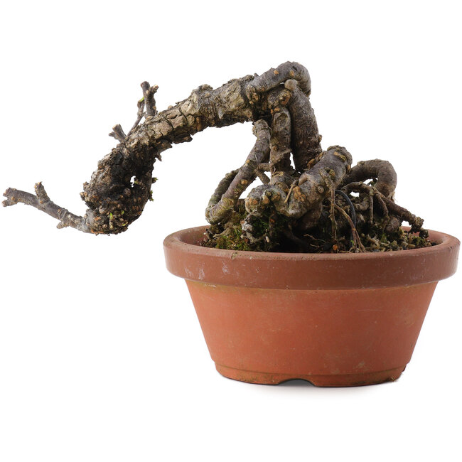 Caragana chamagu lam (kinjakuka), 9,5 cm, ± 10 jaar oud