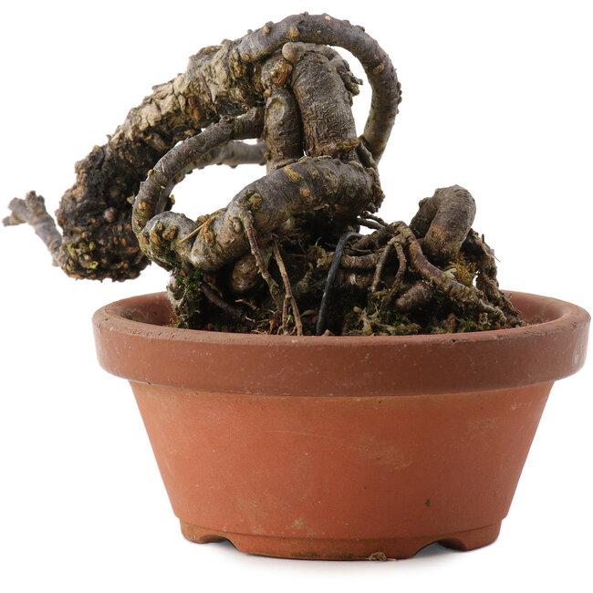 Caragana chamagu lam (kinjakuka), 9,5 cm, ± 10 Jahre alt