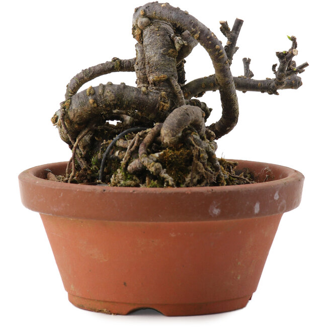 Caragana chamagu lam (kinjakuka), 9,5 cm, ± 10 years old