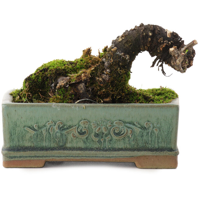 Caragana chamagu lam (kinjakuka), 6,5 cm, ± 10 anni
