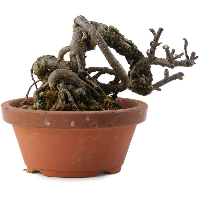 Caragana chamagu lam (kinjakuka), 9,5 cm, ± 10 years old