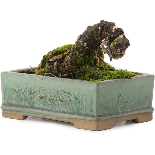 Caragana chamagu lam (kinjakuka), 6,5 cm, ± 10 anni