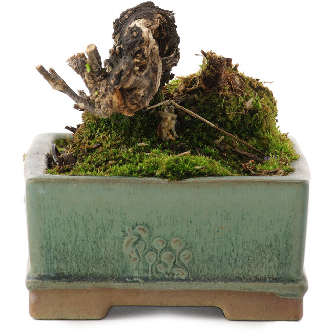 Caragana chamagu lam (kinjakuka), 6,5 cm, ± 10 anni