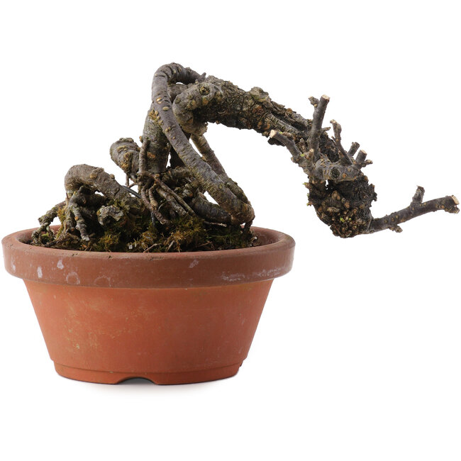 Caragana chamagu lam (kinjakuka), 9,5 cm, ± 10 jaar oud