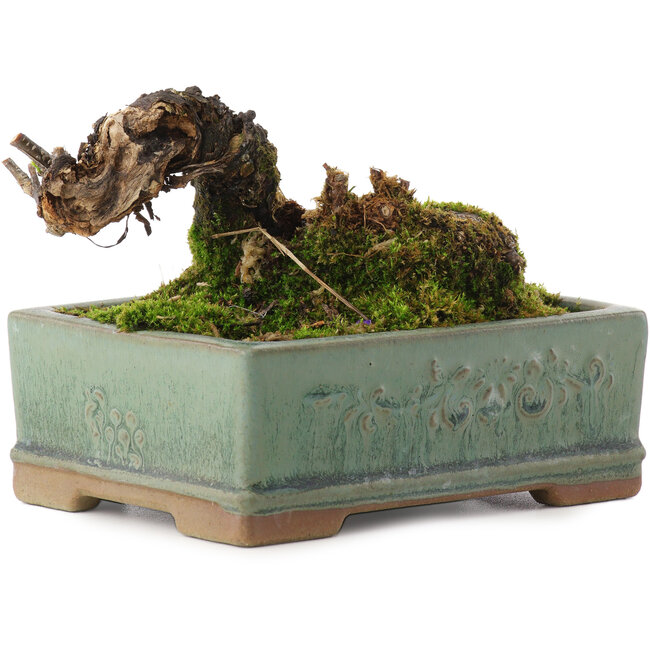 Caragana chamagu lam (kinjakuka), 6,5 cm, ± 10 años