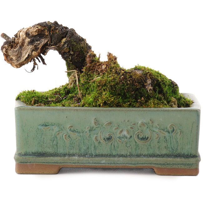 Caragana chamagu lam (kinjakuka), 6,5 cm, ± 10 anni