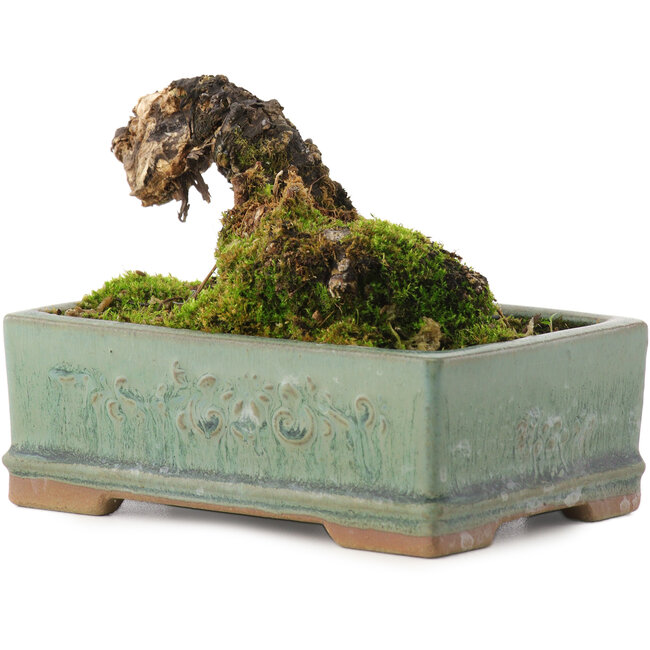 Caragana chamagu lam (kinjakuka), 6,5 cm, ± 10 anni