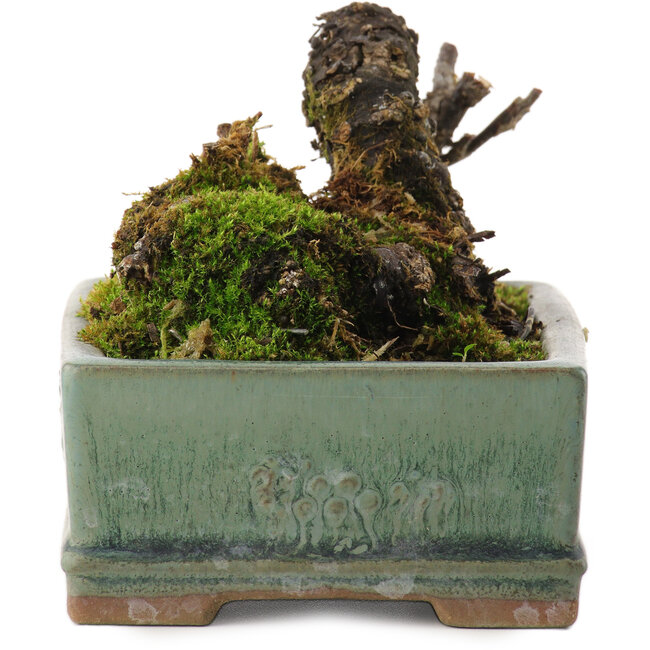 Caragana chamagu lam (kinjakuka), 6,5 cm, ± 10 años