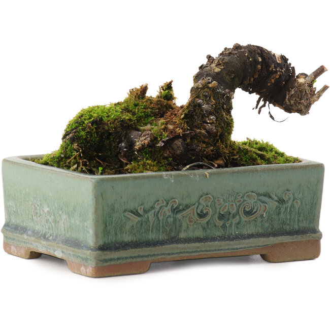 Caragana chamagu lam (kinjakuka), 6,5 cm, ± 10 años