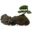 Juniperus chinensis, 17,5 cm, ± 15 Jahre alt