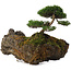 Juniperus chinensis, 17,5 cm, ± 15 Jahre alt