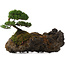 Juniperus chinensis, 17,5 cm, ± 15 Jahre alt