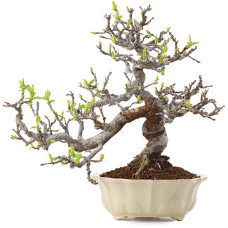 Pseudocydonia sinensis, 25 cm, ± 20 ans