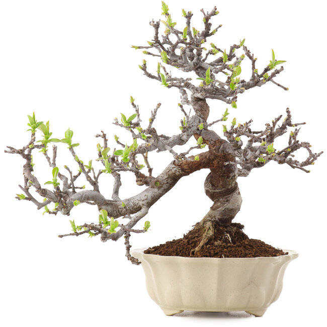 Pseudocydonia sinensis, 25 cm, ± 20 ans