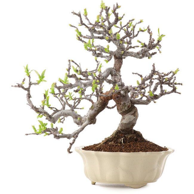 Pseudocydonia sinensis, 25 cm, ± 20 Jahre alt