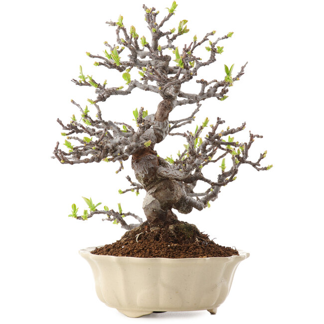 Pseudocydonia sinensis, 25 cm, ± 20 years old