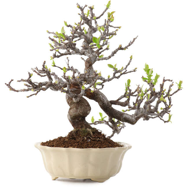 Pseudocydonia sinensis, 25 cm, ± 20 years old