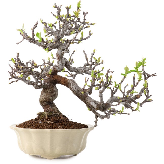 Pseudocydonia sinensis, 25 cm, ± 20 anni