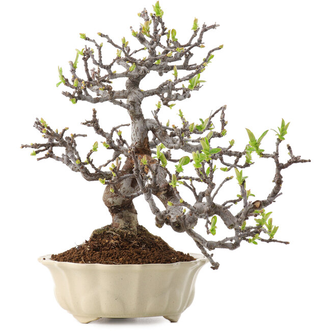 Pseudocydonia sinensis, 25 cm, ± 20 years old