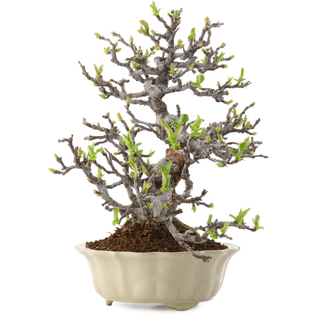 Pseudocydonia sinensis, 25 cm, ± 20 Jahre alt