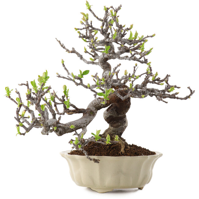 Pseudocydonia sinensis, 25 cm, ± 20 ans